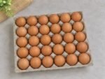 Lohman Brown Eggs